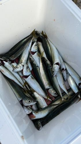 サバの釣果