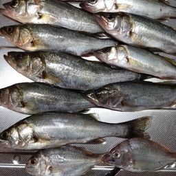 セイゴ（ヒラスズキ）