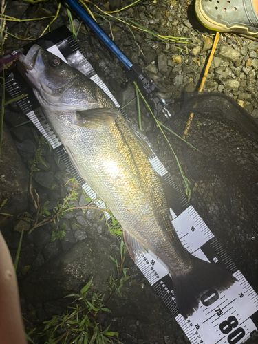 シーバスの釣果