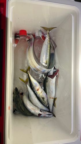 タチウオの釣果