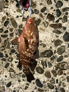 キジハタの釣果