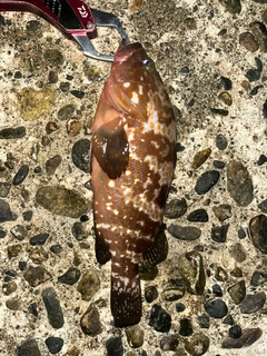 キジハタの釣果