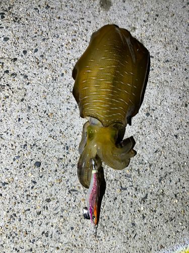 アオリイカの釣果