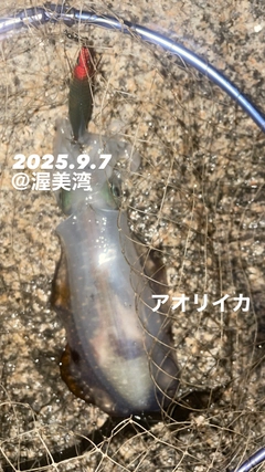 アオリイカの釣果