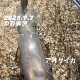 アオリイカ