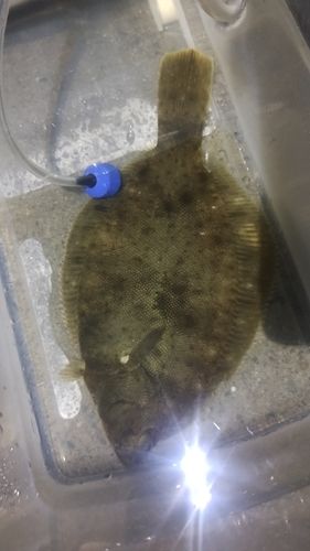 舘鼻漁港