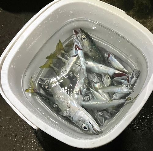 浜厚真漁港