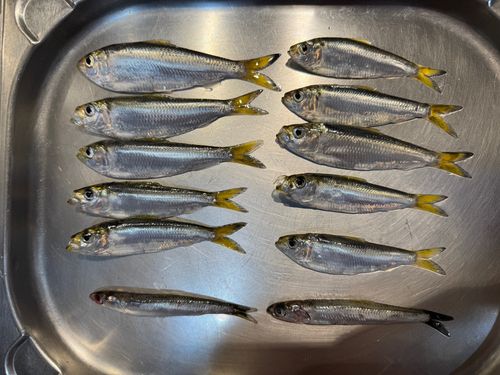 若洲海浜公園海釣り施設