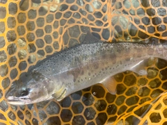 ヤマメの釣果