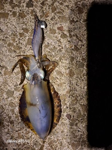 アオリイカの釣果