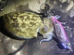 コウイカの釣果