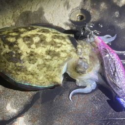 コウイカ