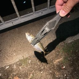 アジ