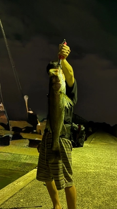スズキの釣果