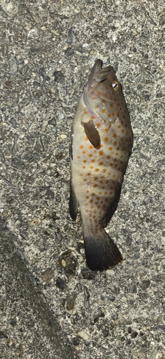 キジハタの釣果