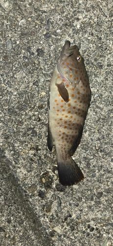 キジハタの釣果