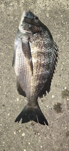 クロダイの釣果