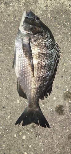 クロダイの釣果