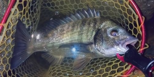 クロダイの釣果