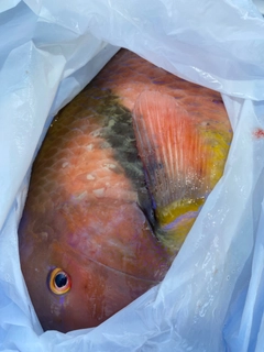 イラの釣果
