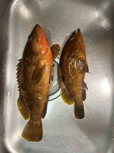 響灘
