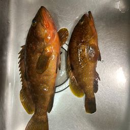 アコウ