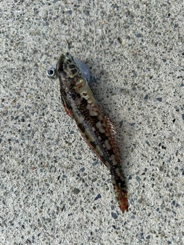 アナハゼの釣果