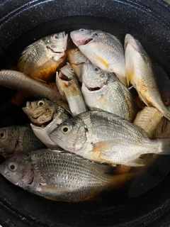 キビレの釣果