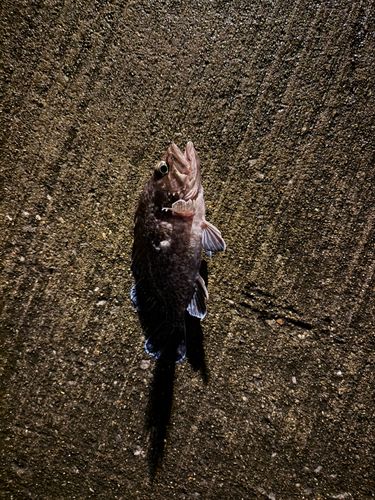 クロソイの釣果