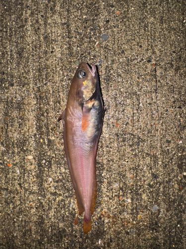 釣果