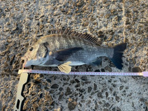 クロダイの釣果