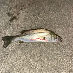 セイゴ（マルスズキ）