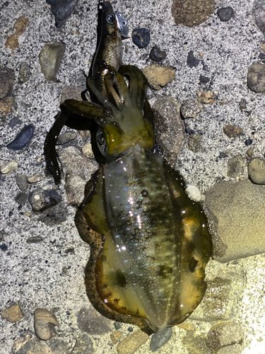 アオリイカの釣果