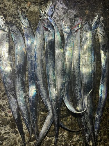 タチウオの釣果