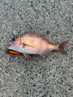 マダイの釣果