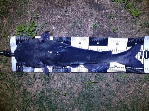 アメリカナマズの釣果