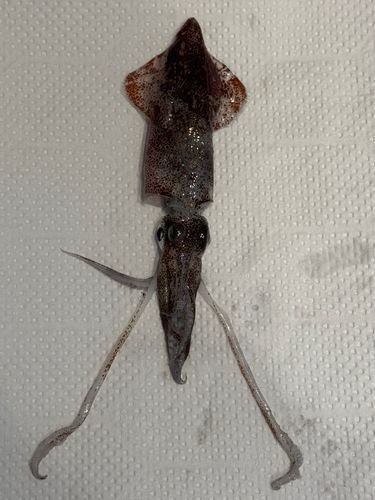 ケンサキイカの釣果
