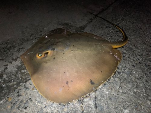 エイの釣果