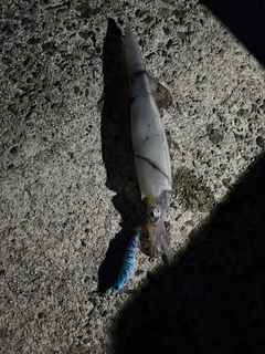 ヤリイカの釣果