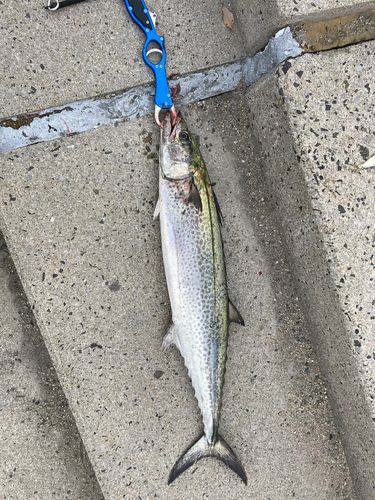 サワラの釣果