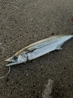 サワラの釣果