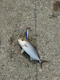 ネリゴの釣果