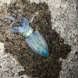 アオリイカ