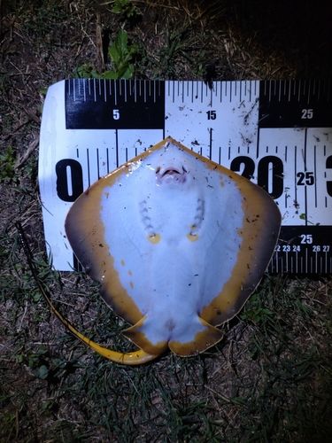 アカエイの釣果
