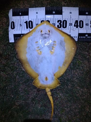 アカエイの釣果