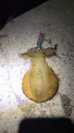 アオリイカの釣果
