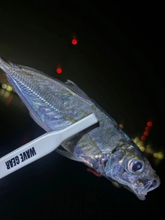 マアジの釣果