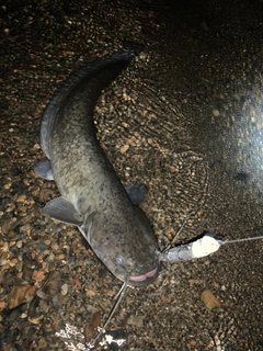 ナマズの釣果