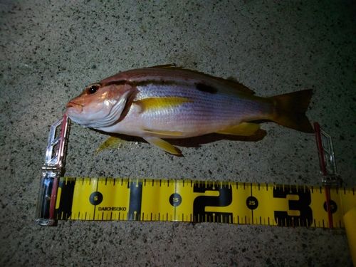 ヨコスジフエダイの釣果