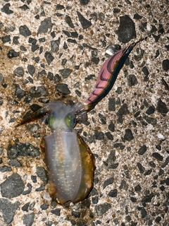 アオリイカの釣果